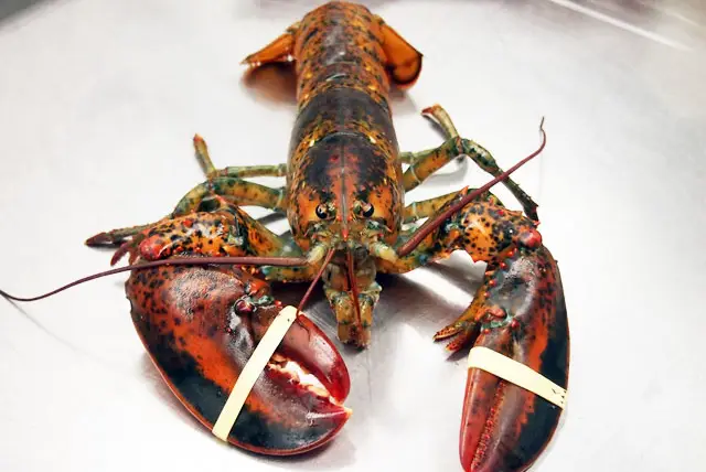 Fourchu lobster from Cape Breton Island, Nova Scotia
